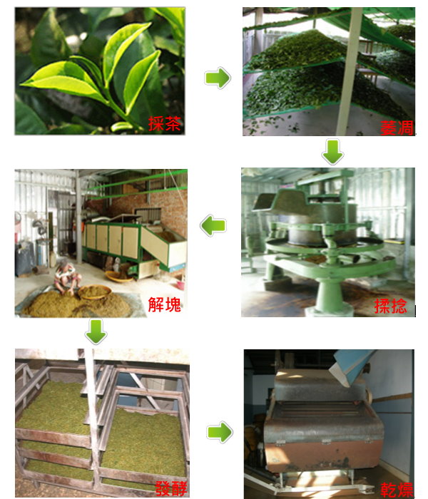 日月潭紅茶製作流程